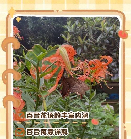 寓意和花语有什么联系？如何理解花语的寓意？