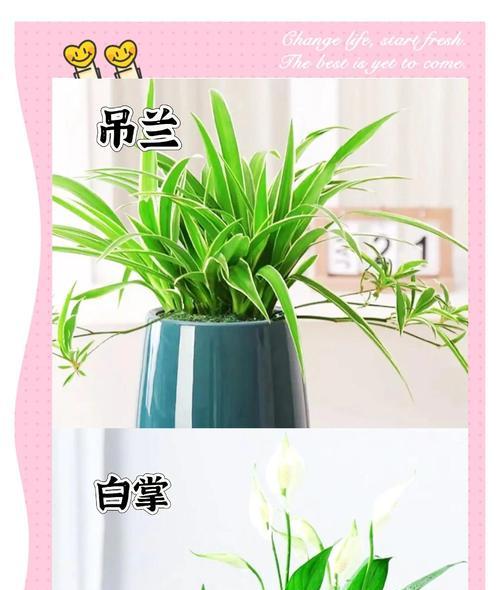 净化花花语是什么？净化花象征着什么？
