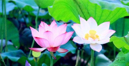 蔬果的花语有哪些？蔬果花语背后的意义是什么？