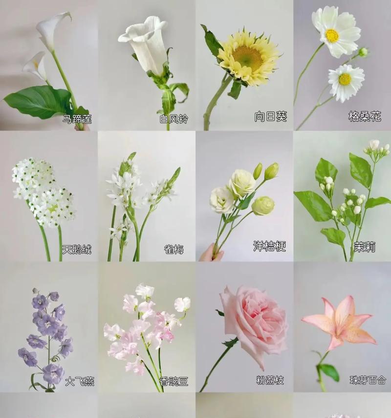 马蹄连花语是什么？如何用马蹄连表达情感？
