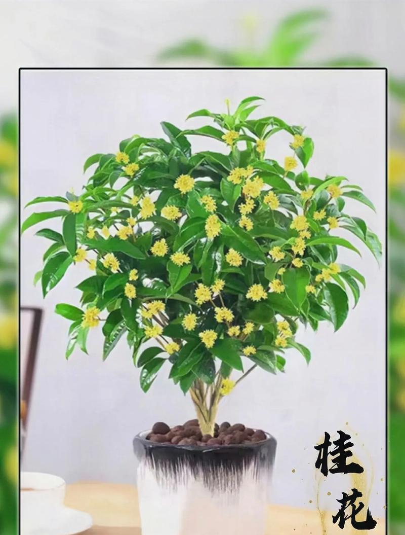 桂花树花语有哪些？桂花树代表了什么？