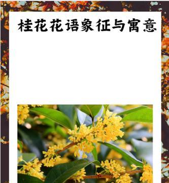 桂花树花语有哪些？桂花树代表了什么？