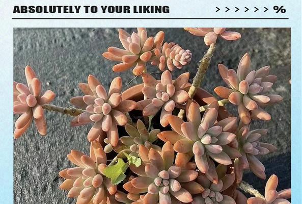 姬秋丽花语是什么意思？姬秋丽象征着什么？