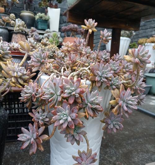 姬秋丽花语是什么意思？姬秋丽象征着什么？