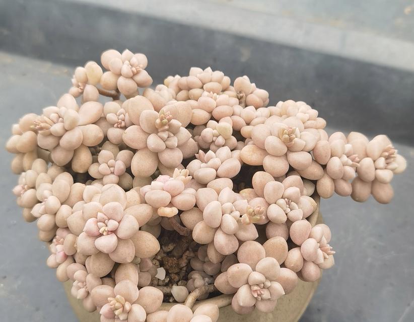 姬秋丽花语是什么意思？姬秋丽象征着什么？