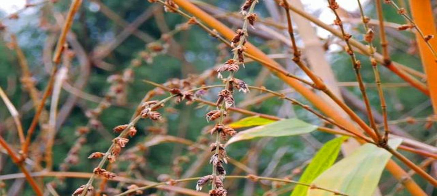 花语竹的含义是什么？花语竹代表了什么？