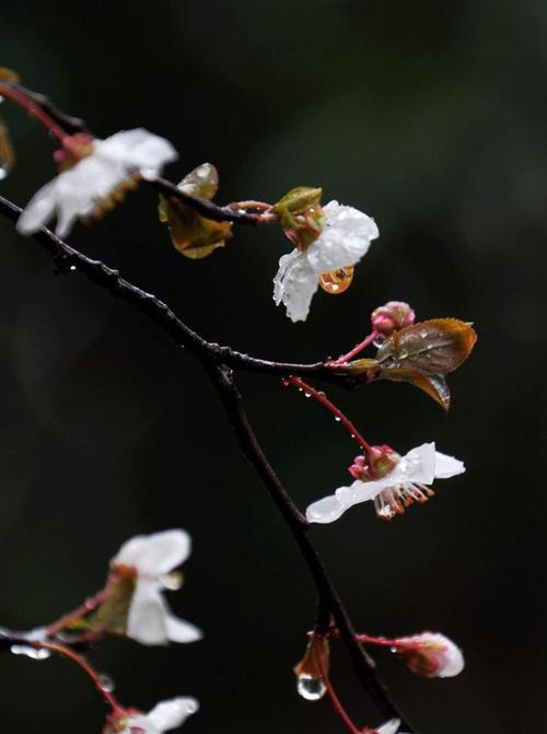 春雨花的花语是什么？春雨花代表了什么？