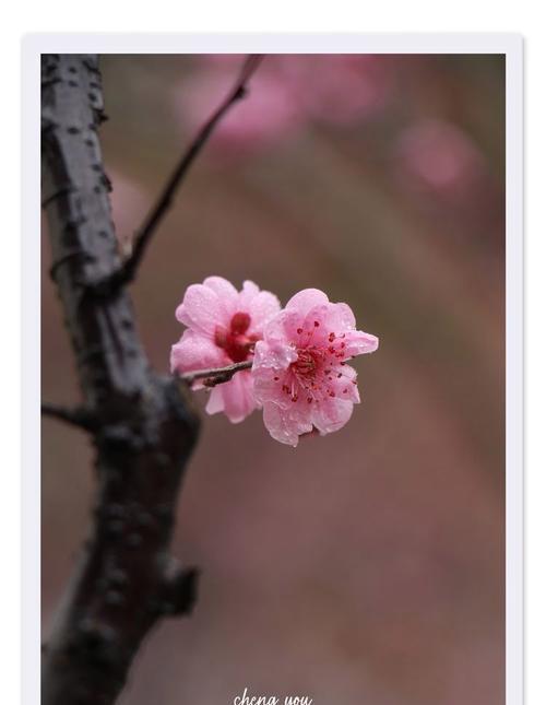 春雨花的花语是什么？春雨花代表了什么？