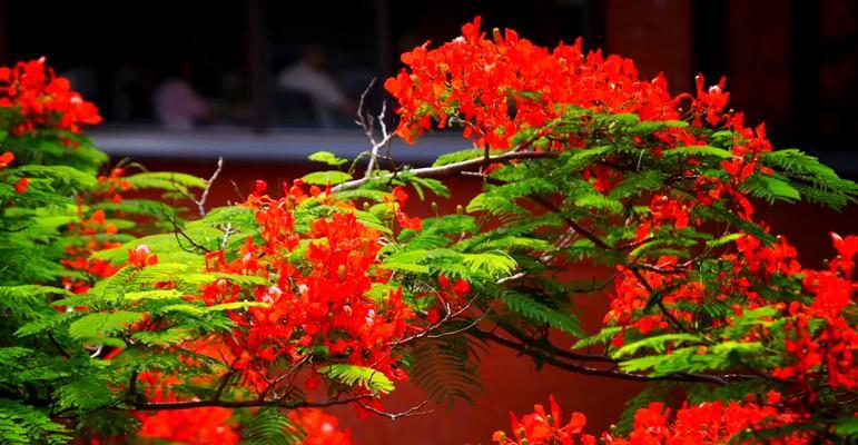 222朵花的花语是什么？222朵花代表了什么？