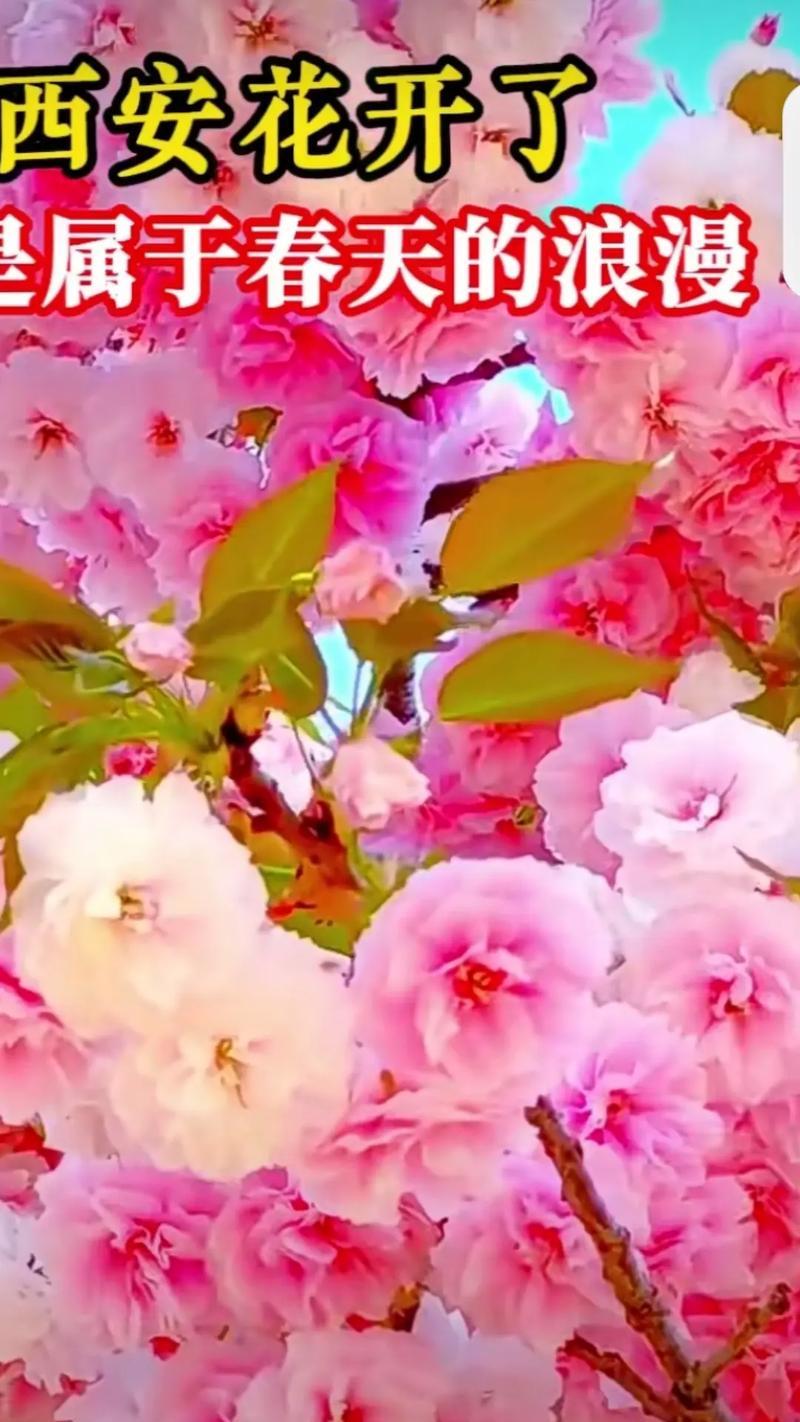 222朵花的花语是什么？222朵花代表了什么？