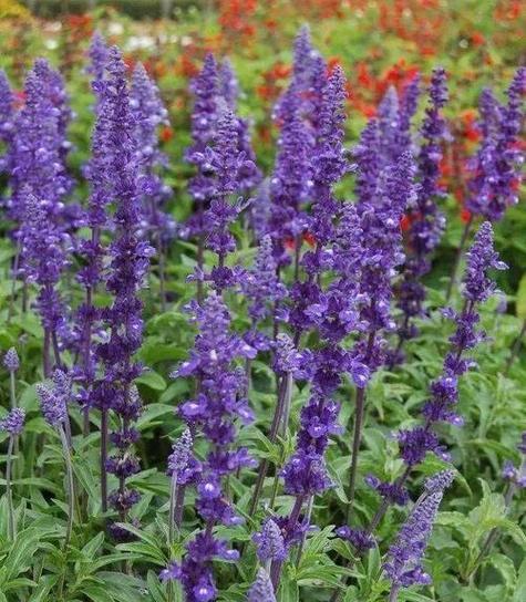 鼠尾草的花语是什么？鼠尾草象征着什么？