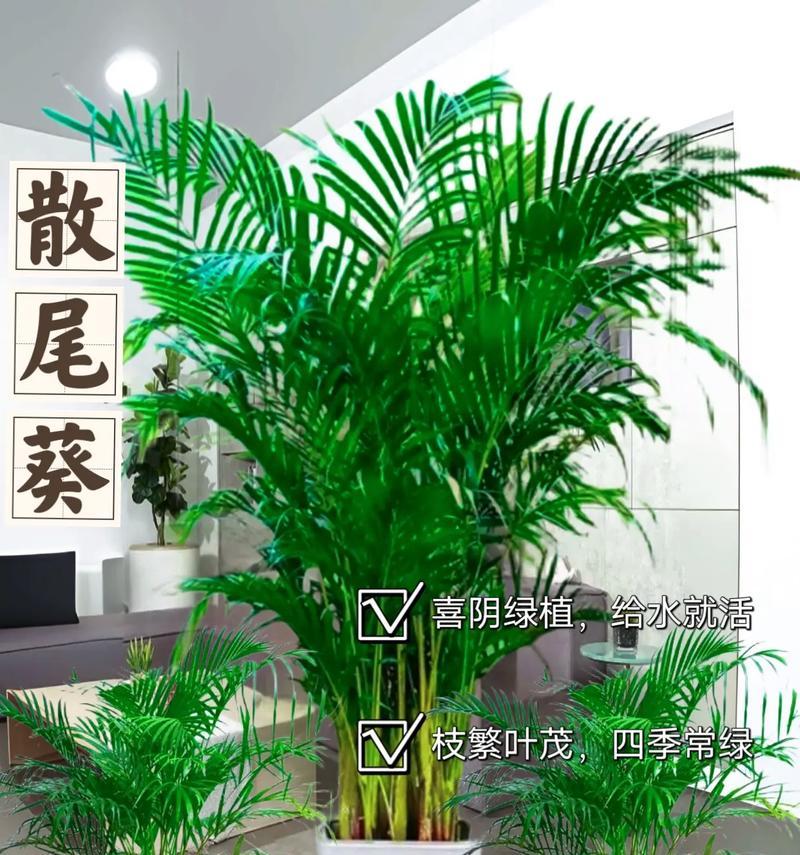 散尾葵的花语有哪些？散尾葵代表了什么？