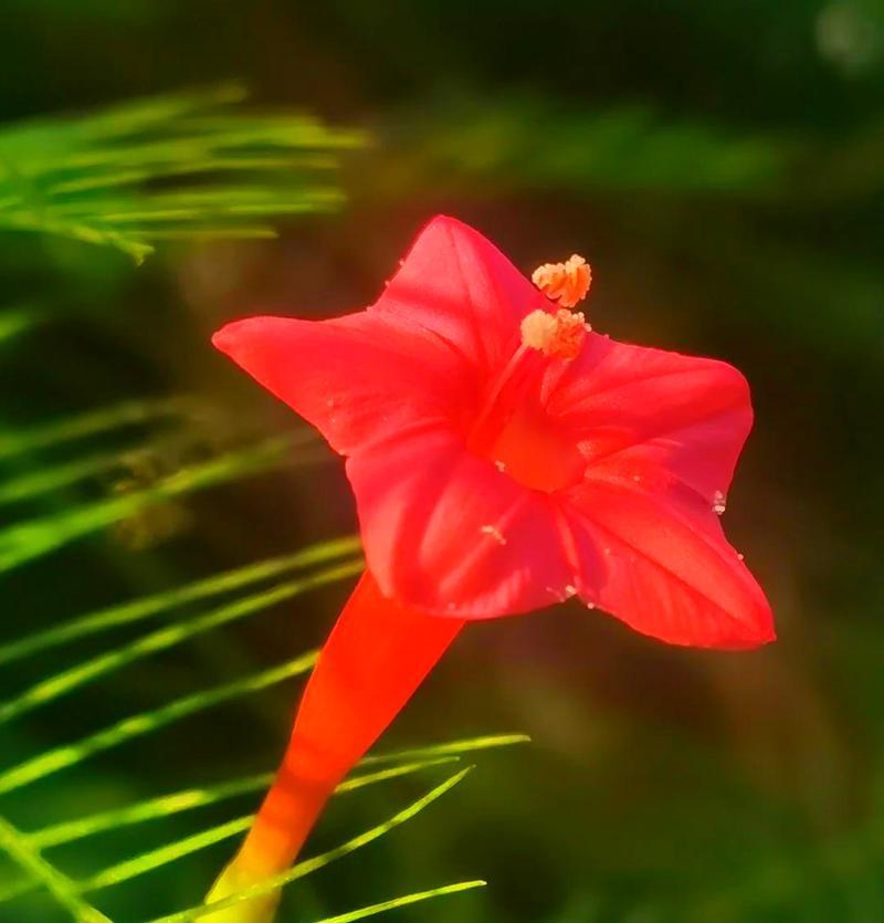 松萝花的花语是什么？松萝花代表了什么？