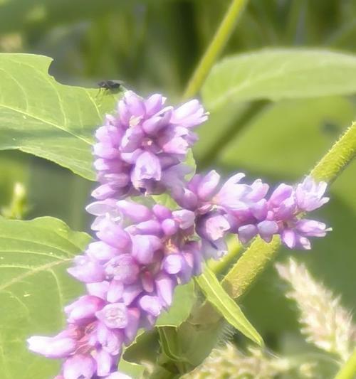 箭头蓼的花语是什么？箭头蓼代表了什么？