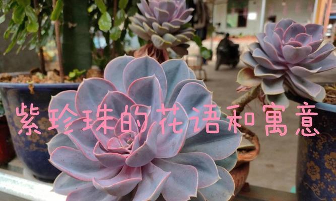 珍珠苞的花语是什么？珍珠苞代表了什么？