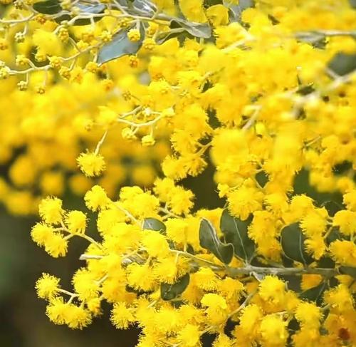 珍珠苞的花语是什么？珍珠苞代表了什么？