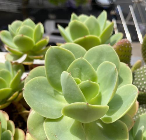 眩美玉花语有何含义？送什么花代表眩美玉？