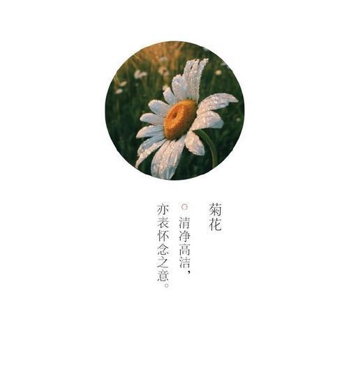 花语送客户有哪些讲究？如何选择合适的花语？