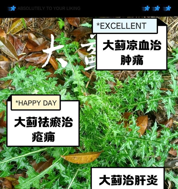 南国蓟花语的寓意是什么？如何用南国蓟表达情感？