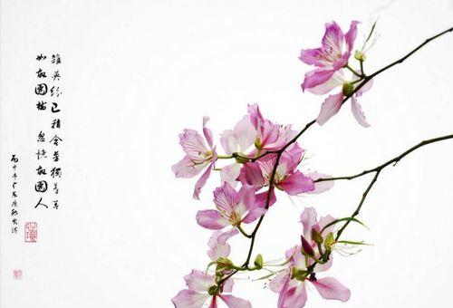 送兄弟花语应该选什么？如何用花语表达兄弟情？