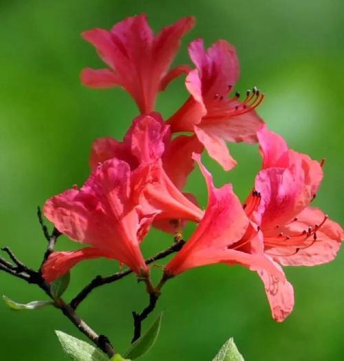 飞花的花语是什么意思？如何用花语表达飞花的意境？