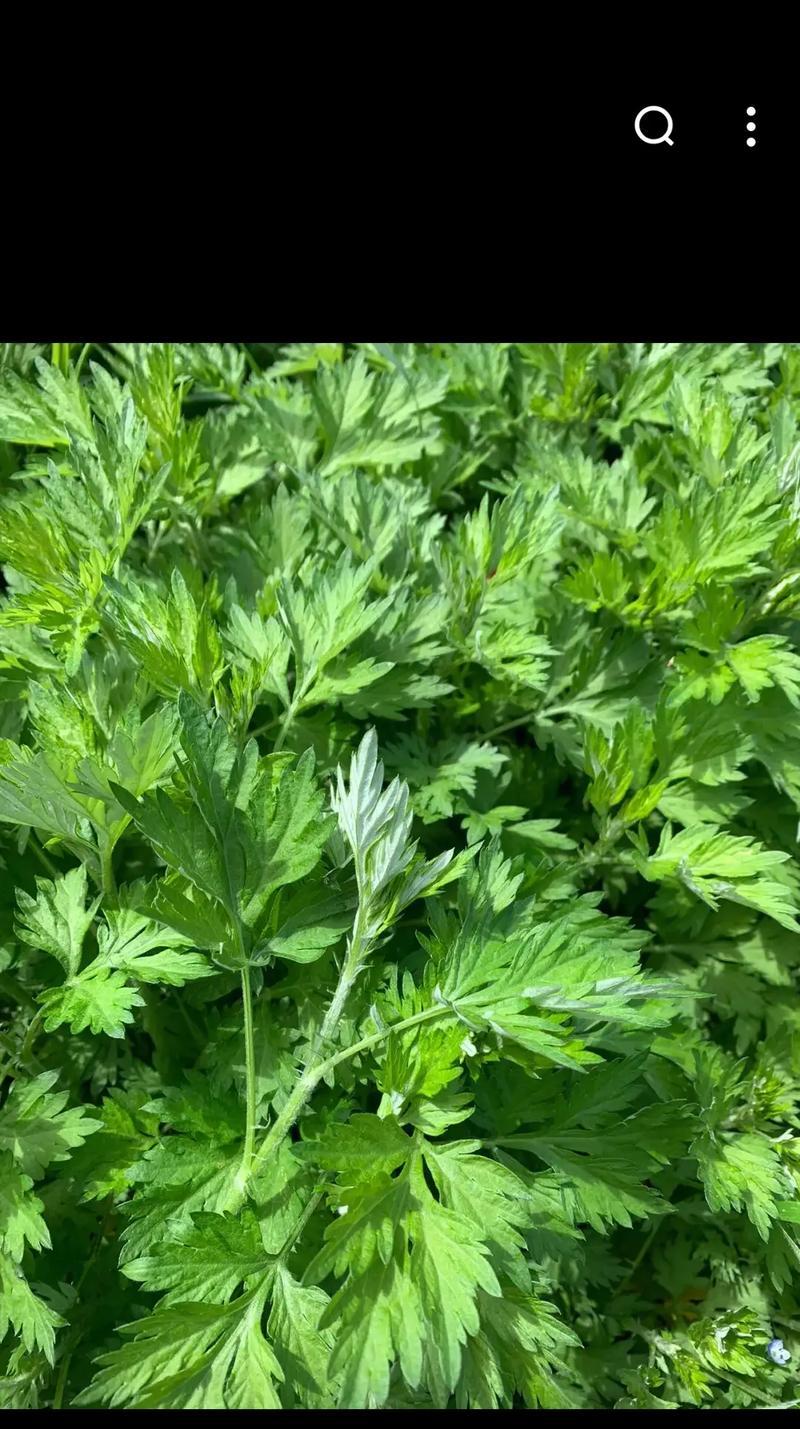 艾蒿束花语代表什么？如何用艾蒿束表达情感？