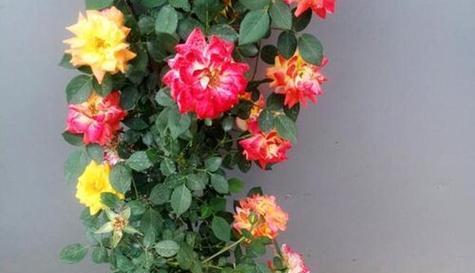 彩虹藤花语有何寓意？如何用彩虹藤花语表达祝福？