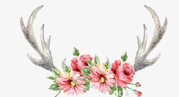 鹿角锦花语代表什么？如何用鹿角锦表达情感？
