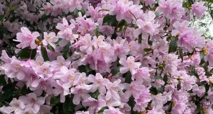 鹿角锦花语代表什么？如何用鹿角锦表达情感？