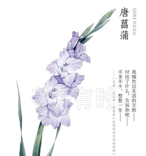 花语唐菖蒲是什么意思？如何用唐菖蒲表达情感？