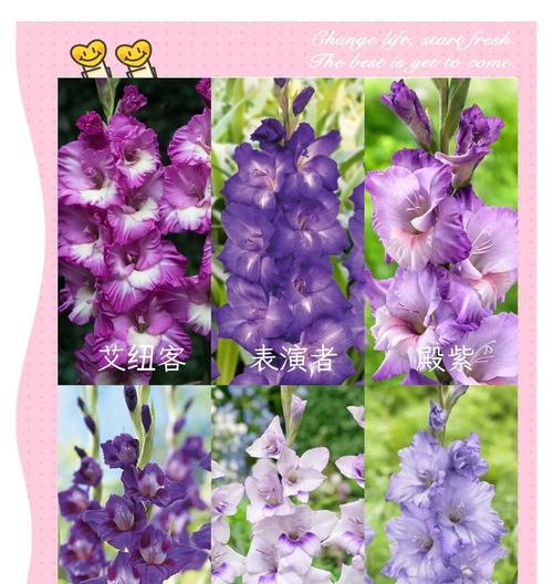花语唐菖蒲是什么意思？如何用唐菖蒲表达情感？
