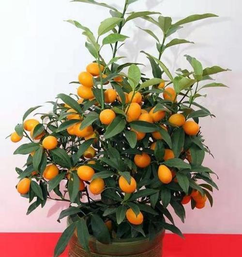 招财花的花语有哪些？如何用招财花招财进宝？