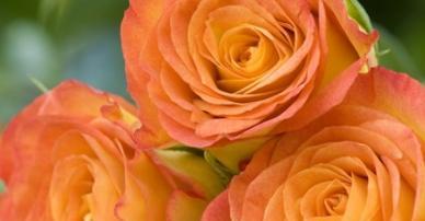 黄橘子的花语是什么？黄橘子花语有何含义？