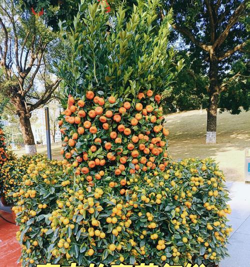 黄橘子的花语是什么？黄橘子花语有何含义？