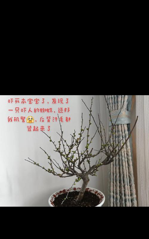 各种梅花的花语是什么？梅花语有何不同？