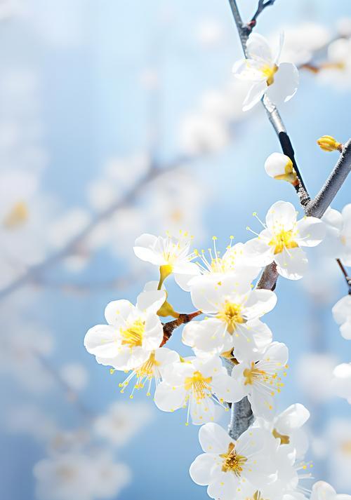 各种梅花的花语是什么？梅花语有何不同？