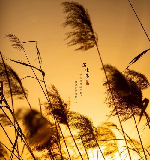 芦苇棒的花语是什么？芦苇棒花语有何寓意？