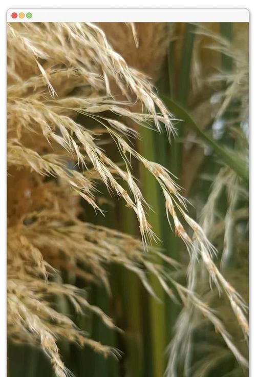 芦苇棒的花语是什么？芦苇棒花语有何寓意？