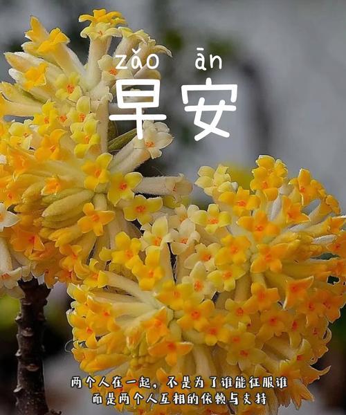 梅花语原创是什么意思？如何用梅花语原创表达情感？