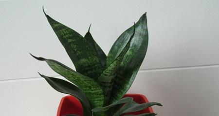 花语虎皮兰是什么？虎皮兰花语有何含义？