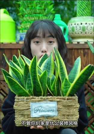 花语虎皮兰是什么？虎皮兰花语有何含义？