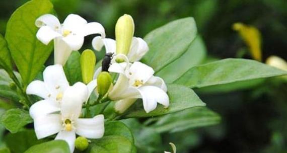 黄叶草的花语是什么？黄叶草花语有何特别之处？
