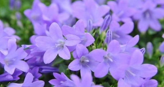 黄叶草的花语是什么？黄叶草花语有何特别之处？