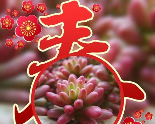 耳坠草的花语是什么？耳坠草花语有何寓意？