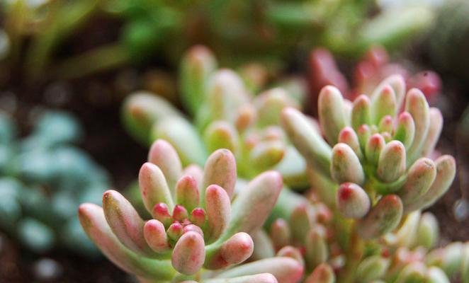 耳坠草的花语是什么？耳坠草花语有何寓意？