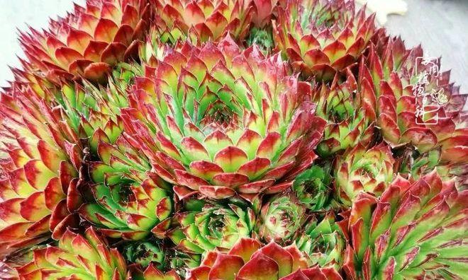 耳坠草的花语是什么？耳坠草花语有何寓意？