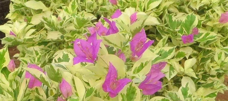 蓝月亮花语代表什么？如何用蓝月亮花语表达情感？