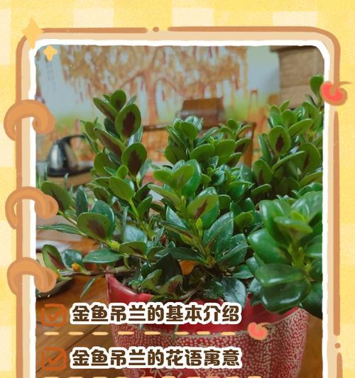金鱼的花语有何寓意？如何通过金鱼表达爱意？