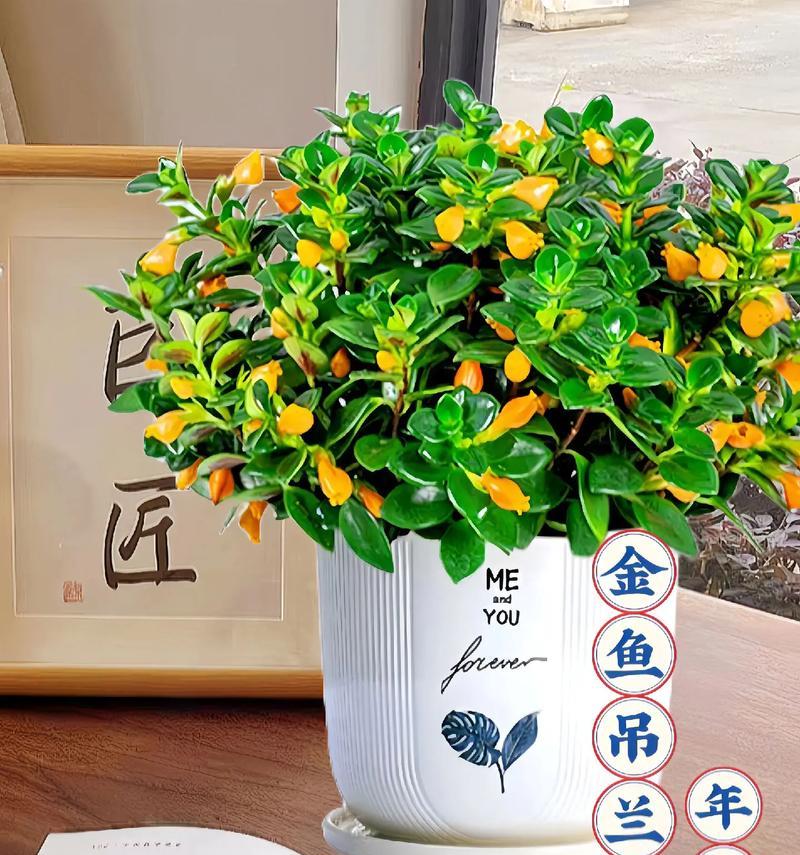 金鱼的花语有何寓意？如何通过金鱼表达爱意？