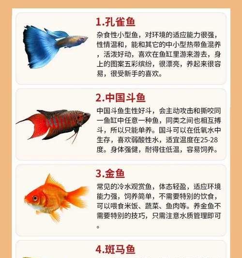 金鱼的花语有何寓意？如何通过金鱼表达爱意？